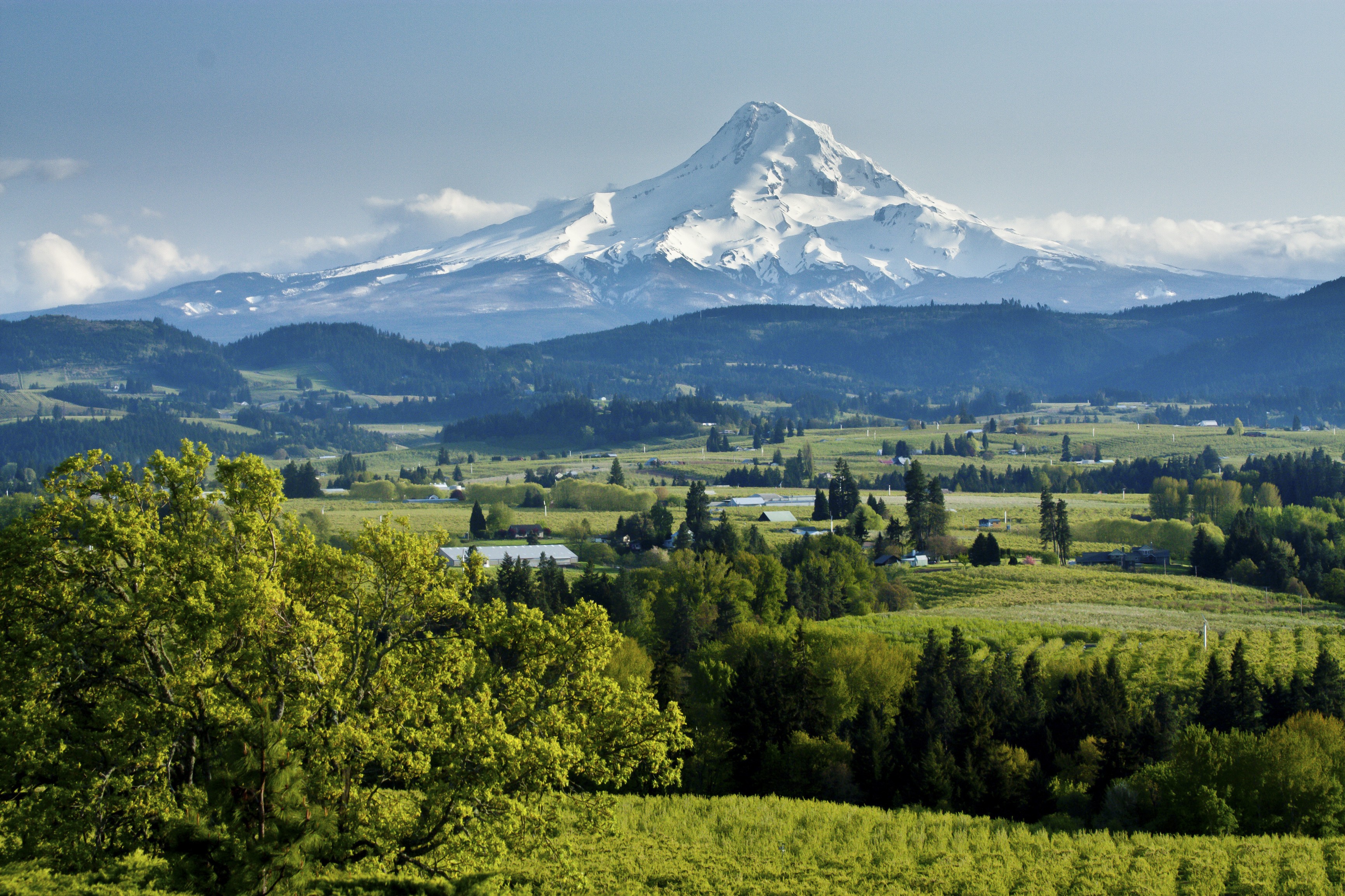 Mount Hood in northern Oregon towers over the vineyards of the Columbia River Valley. Photo: Shutterstock