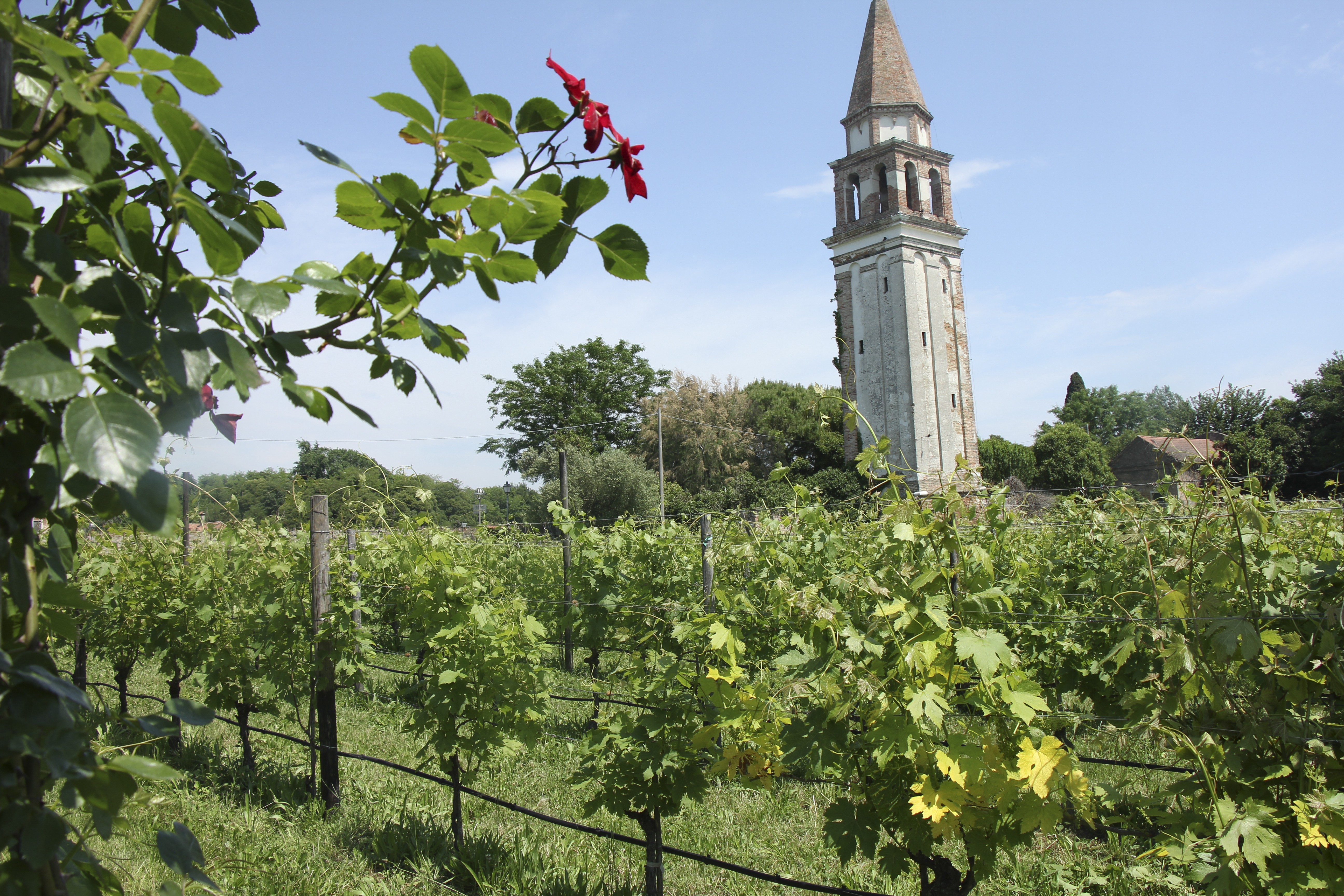 The Venissa vineyard, planted with the almost extinct lagoon grape dorona. Pictures: Venissa Wine Resort