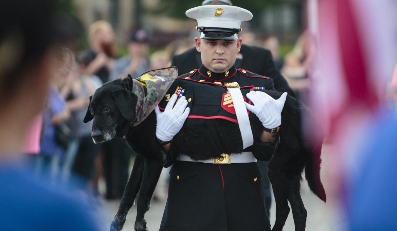 US. Marine veteran Lance Corporal Jeff DeYoung carries Cena, his 10-year-old black lab who was a military service dog, to be put down on Wednesday in Muskegon, Michigan. Photo: AP