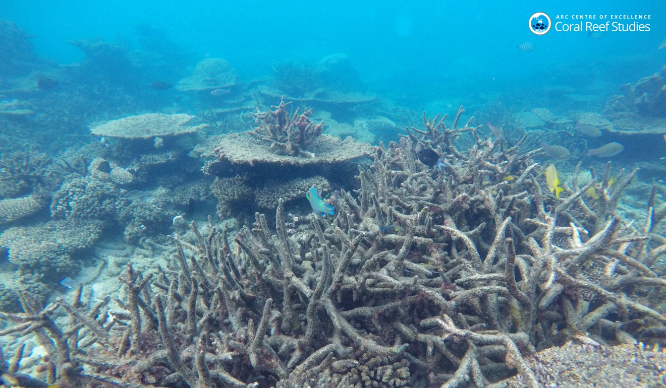 Dead staghorn coral in the Great Barrier Reef, killed by heat-induced bleaching which is caused by global warming. Photo: AP
