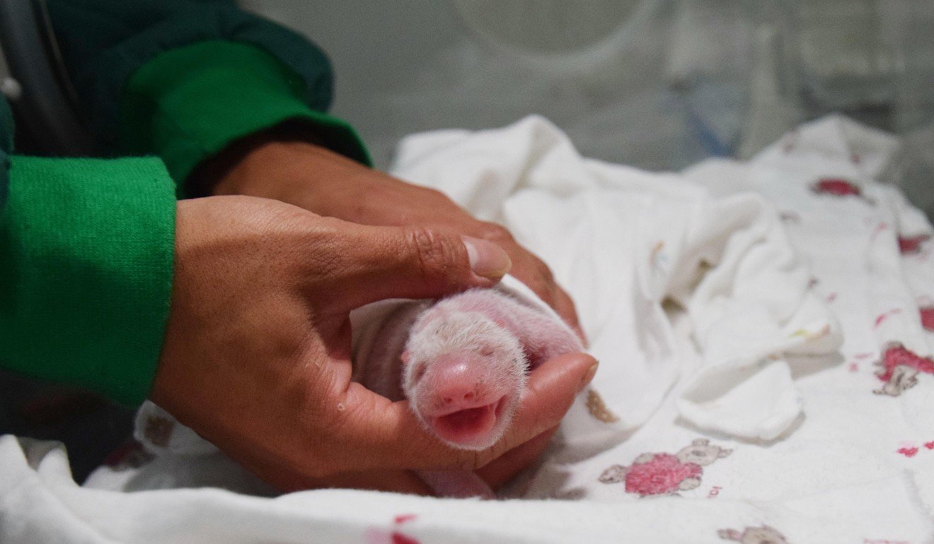The newborn panda has yet to be named. Photo: Xinhua