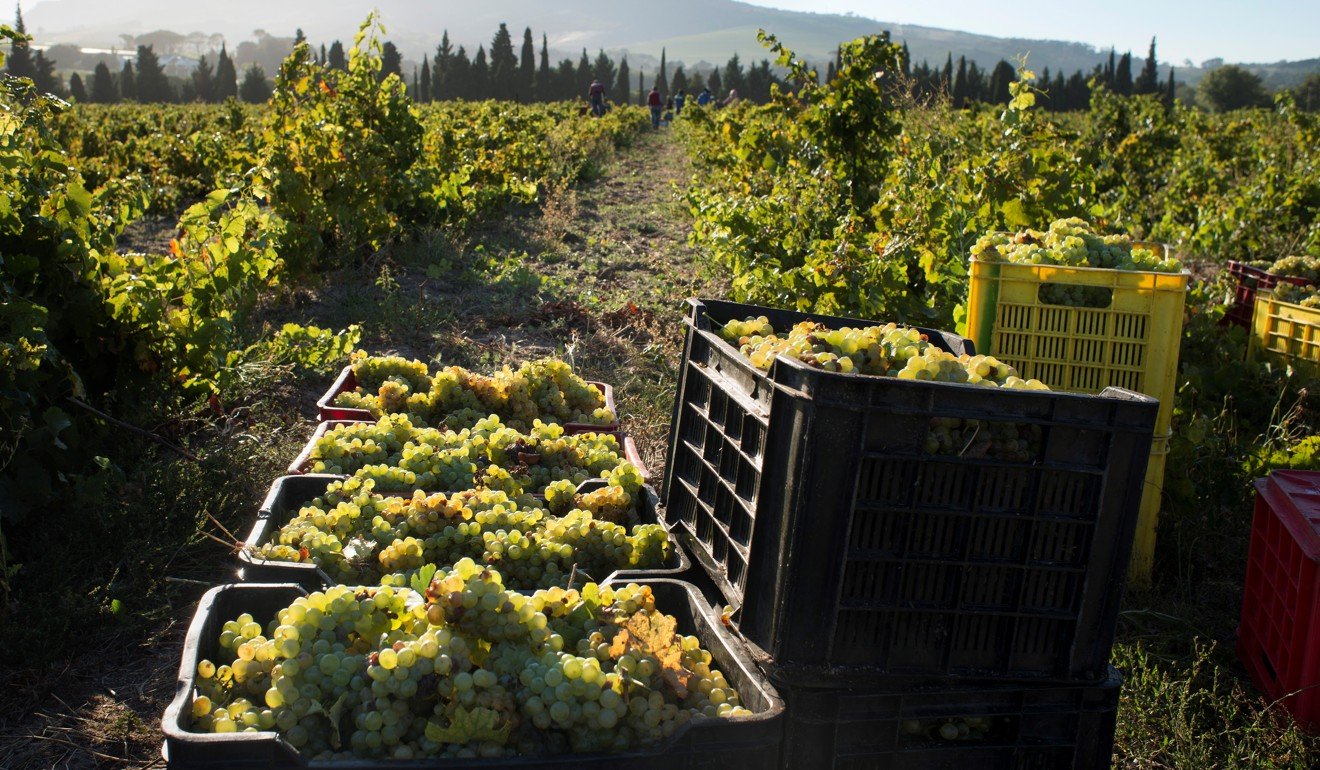 Newly picked Chenin grapes at the Ken Forrester Vineyards. Picture: AFP