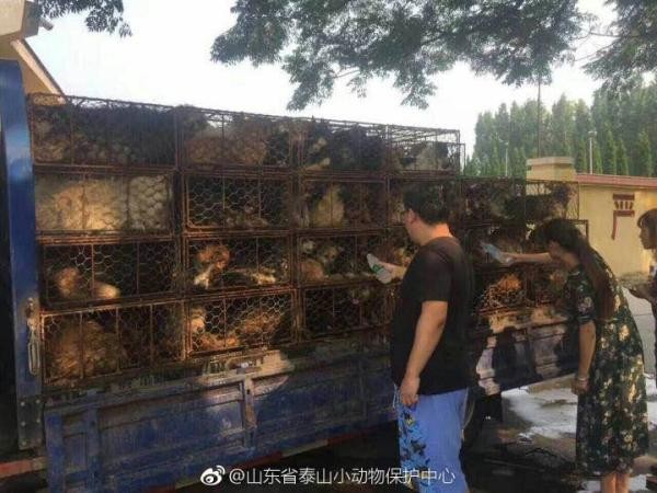 A dog lover raised the alarm after he spotted them being transported. Photo: Handout