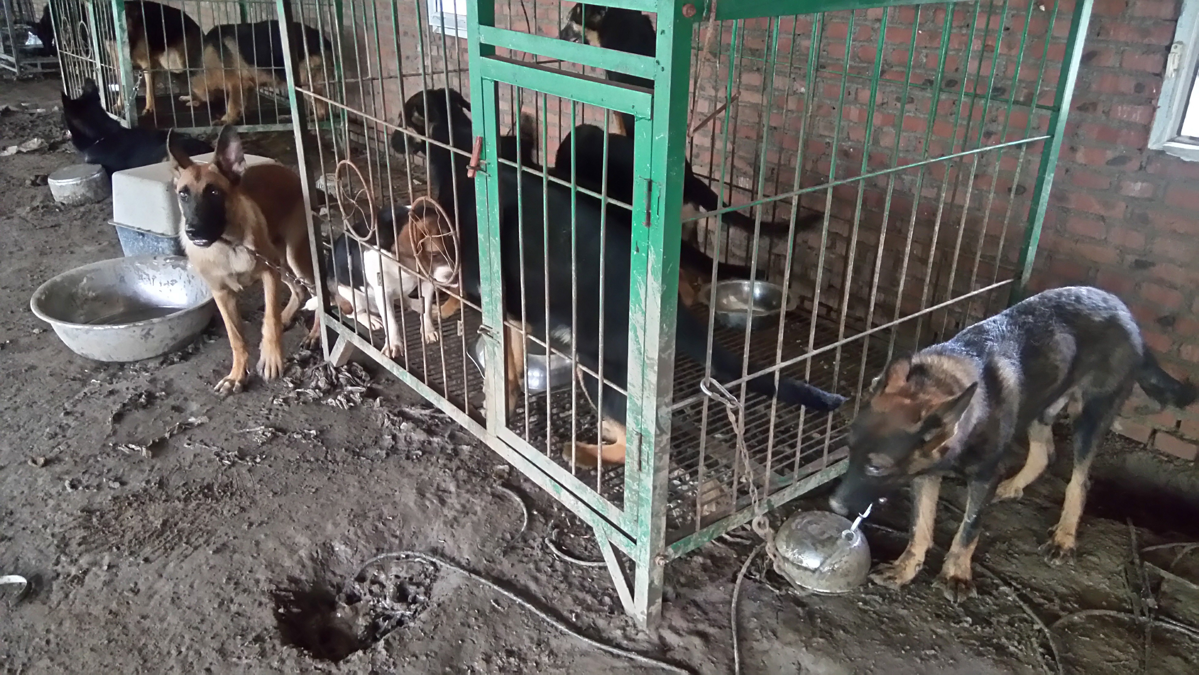Beijing police found stolen pet dogs at the workshop. Photo: Handout