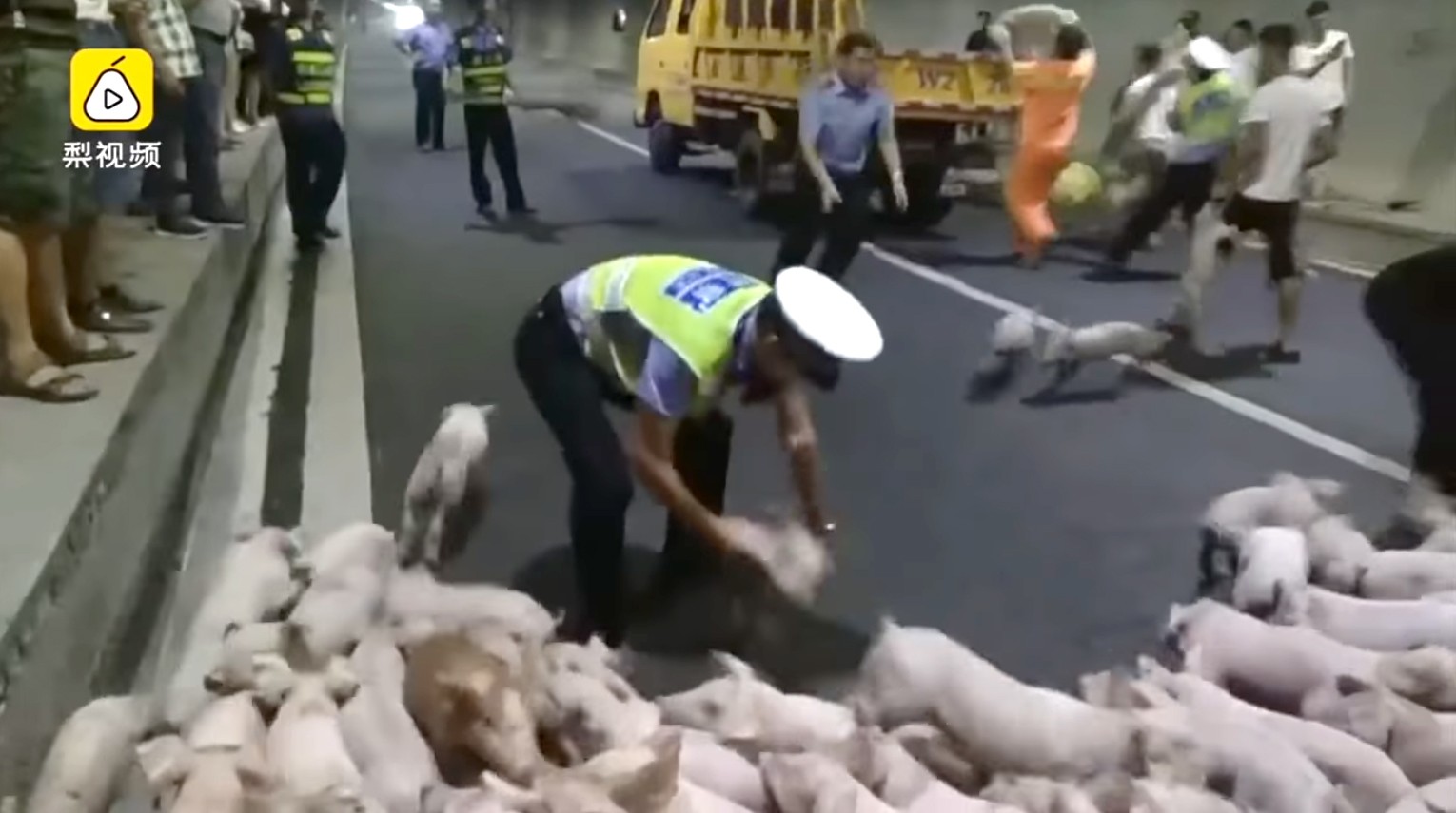 The piglets ran lose in a tunnel after escaping from the lorry. Photo: Handout