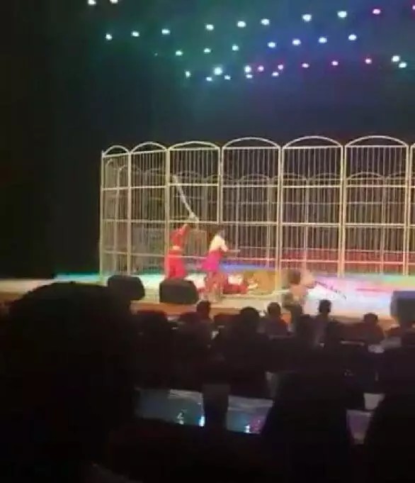 Video footage online showed performers raining blows on the tiger to force it to release its trainer. Photo: Handout