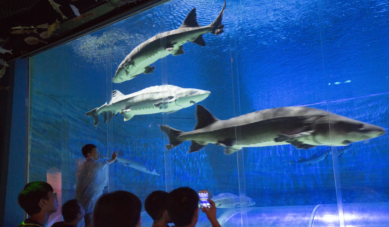 The Chinese sturgeon aquarium in Ocean Park. Photo: May Tse