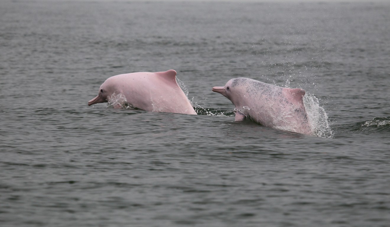 Chinese white dolphins in the Pearl River Delta.