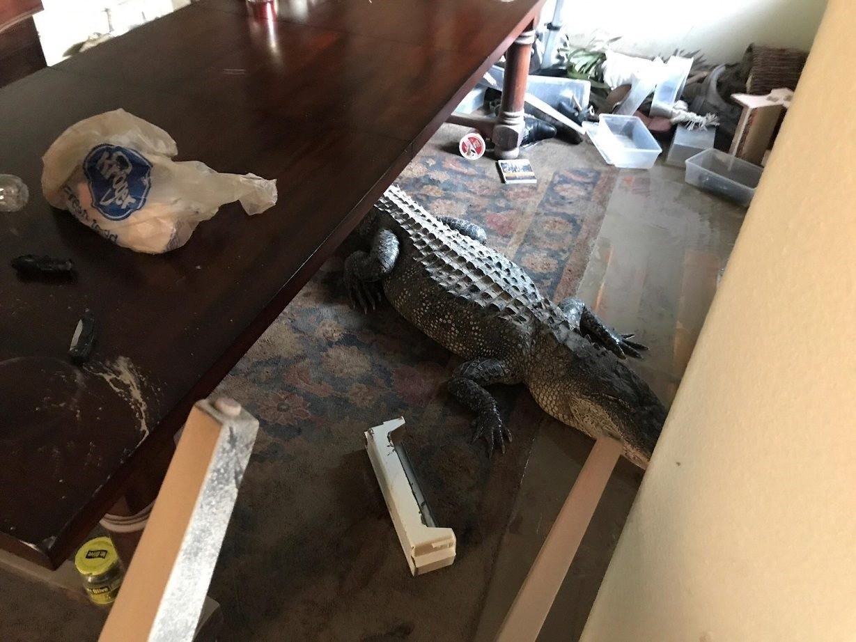 Harris County Constable Mark Herman on Friday shared this photo of a large alligator that made its way into a flooded home near Lake Houston, Texas. Photo: Facebook / Mark Herman