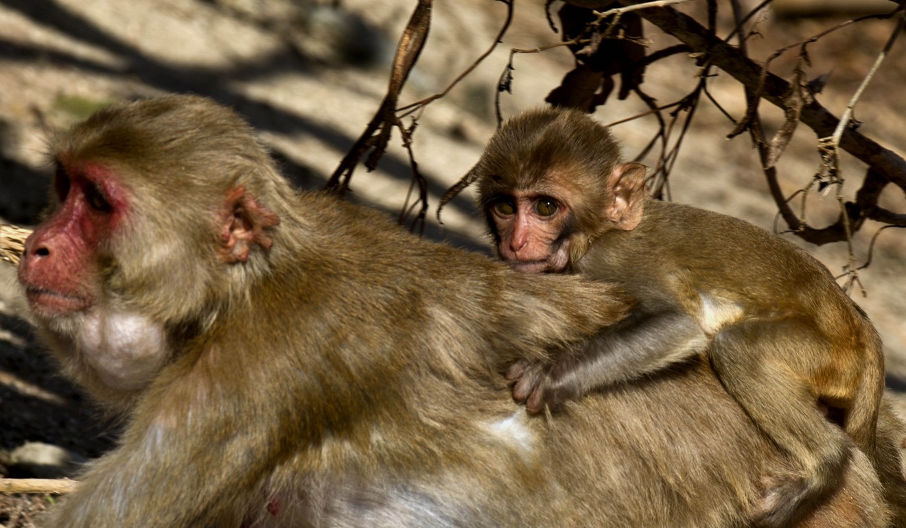 A female monkey carries her baby on her back on Cayo Santiago on Wednesday. Photo: AP