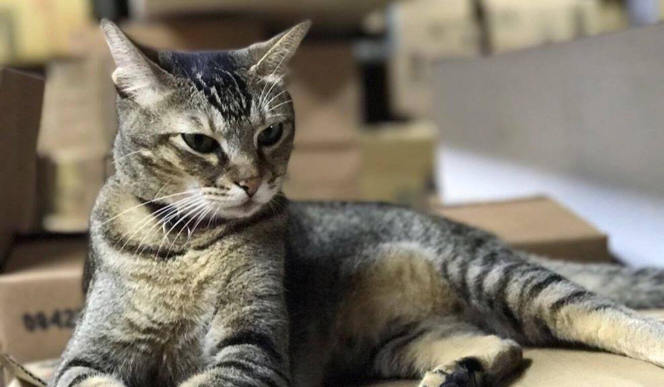 People have signed an online petition urging the authorities to ‘save’ pharmacy cat. Photo: Handout