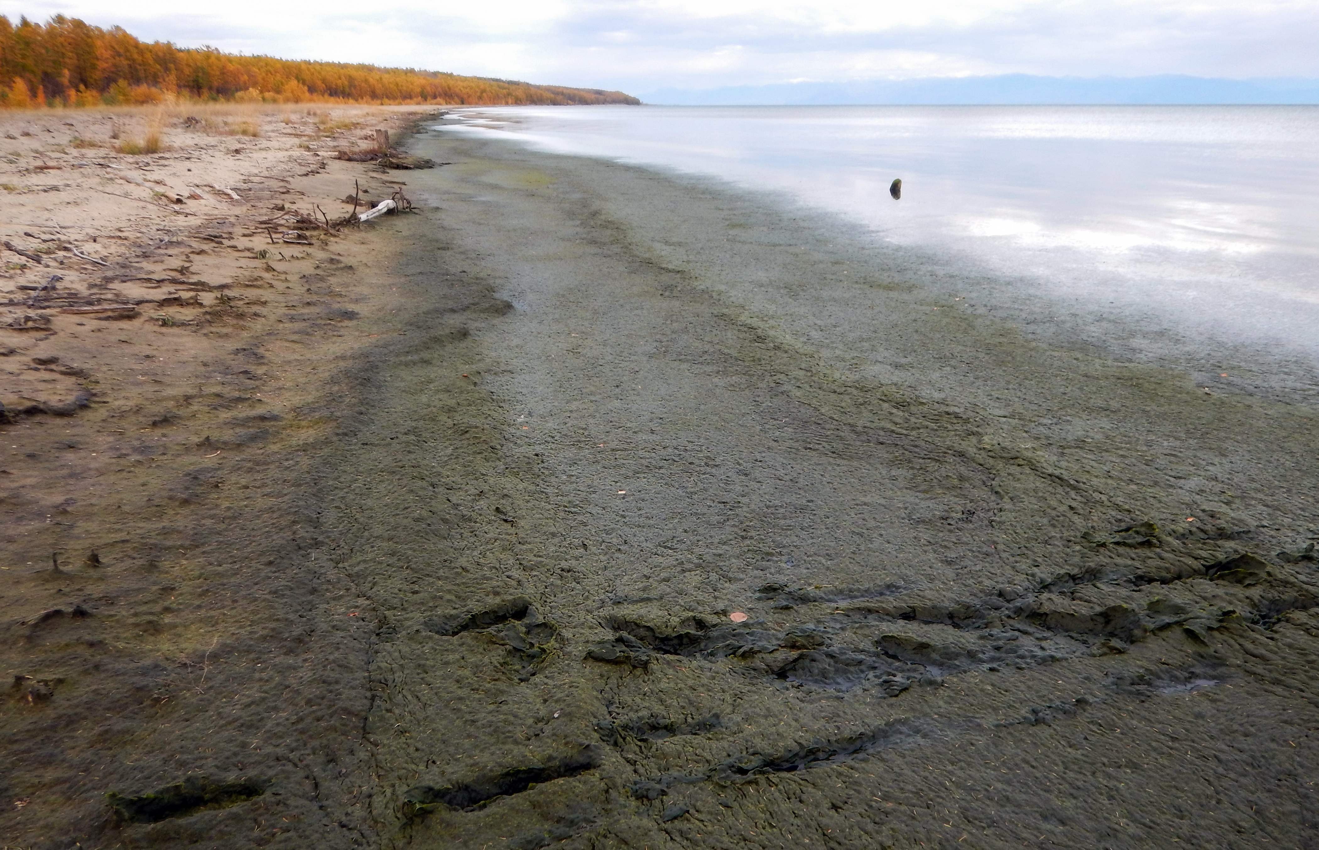 Загрязнение воды байкала. Экология озера Байкал. Река Селенга загрязнения. Грязный Байкал. Озеро Байкал загрязнено.