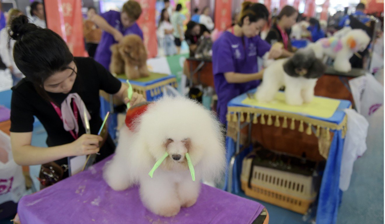 A dog and its owner compete in a beauty contest for dogs in Shanghai, as part of a pet festival. China is not yet ranked a high-income nation, but it has escaped the middle-income trap by upgrading its manufacturing industries and increasing the service sector’s share of GDP. Photo: Xinhua