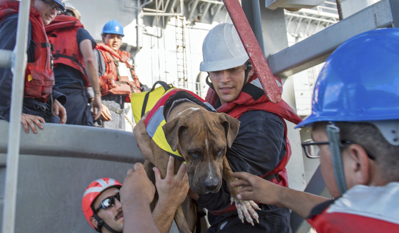 USS Ashland sailors help Zeus, one of two dogs who were accompanying two Honolulu women who were rescued after being lost at sea for several months while trying to sail from Hawaii to Tahiti. Photo: AP