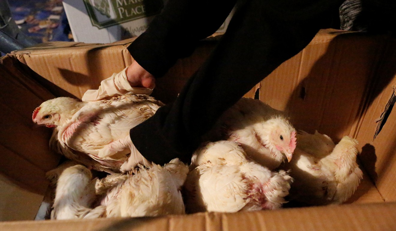 Chickens are removed from boxes in New York. McDonald’s will require better treatment of chickens from its suppliers. Photo: Reuters