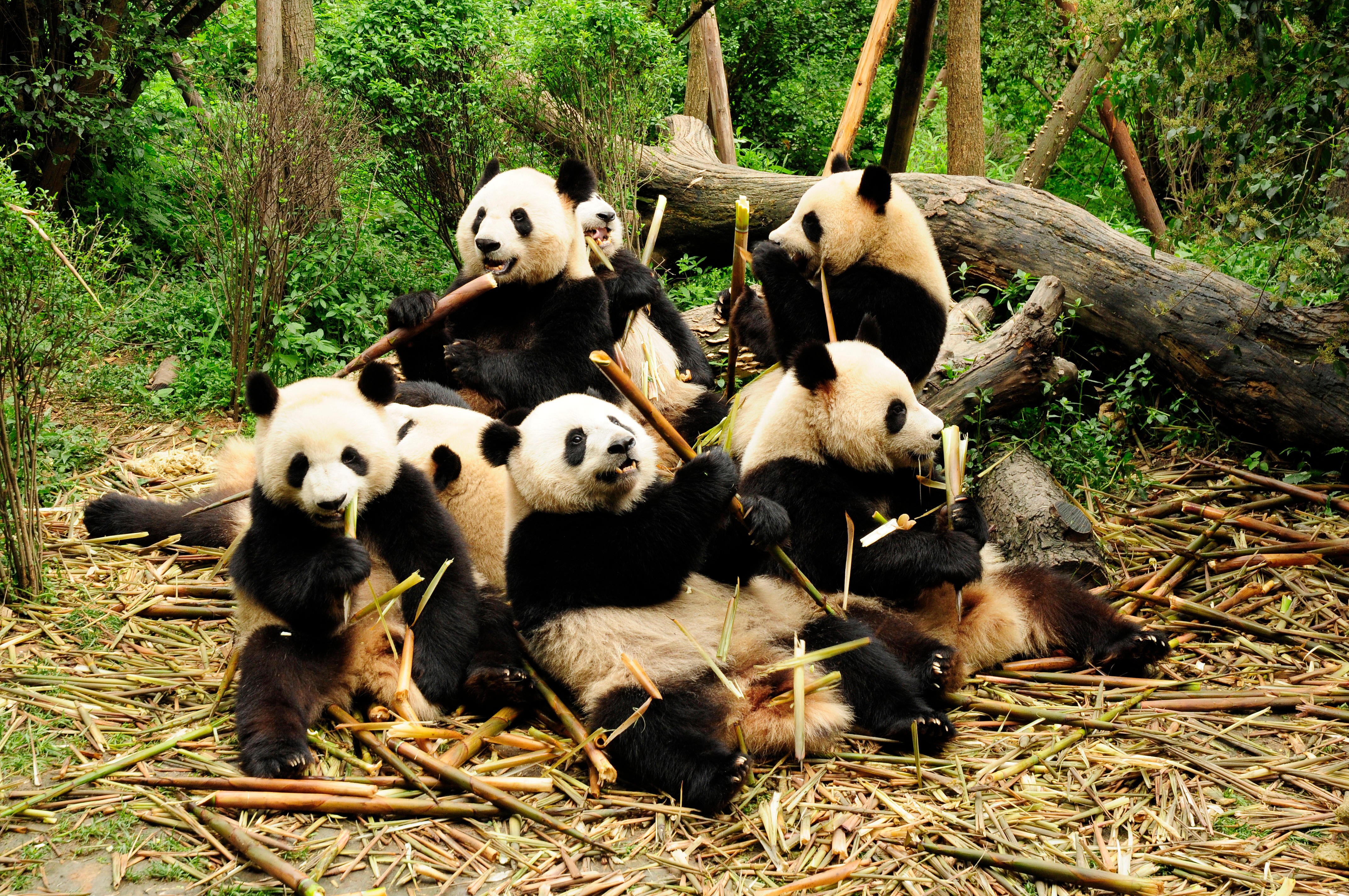 Giant pandas eating bamboo at the Chengdu Research Base of Giant Panda Breeding. Photo: Alamy