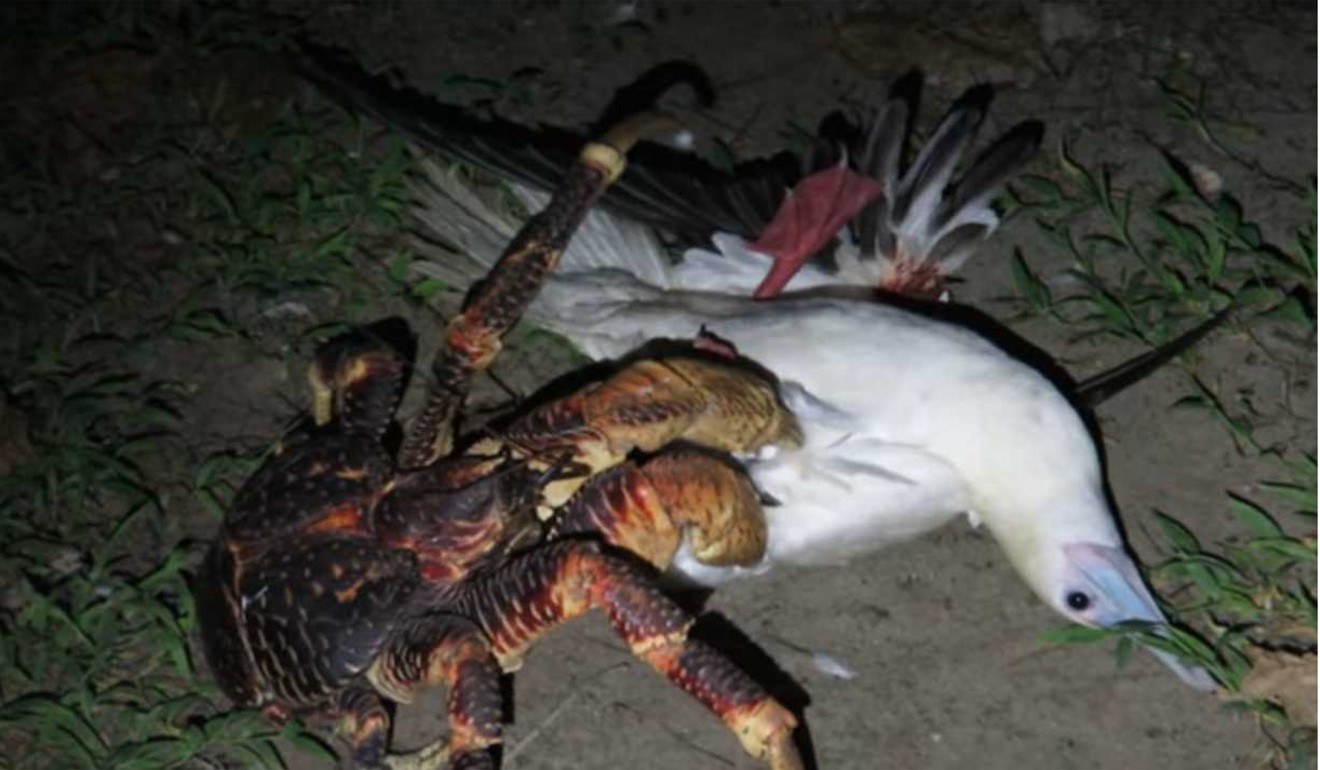 A coconut crab attacking a bird. Photo: YouTube