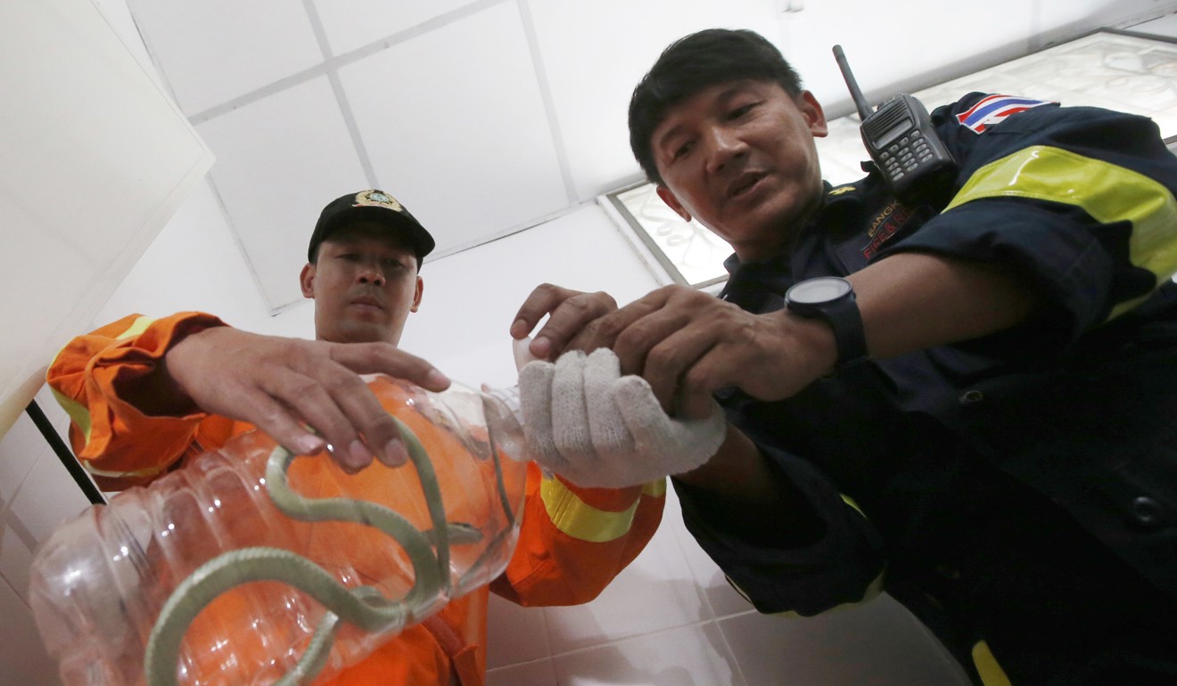 Firefighters Uten Kana and Phinyo Pukphinyo put a golden tree snake into a water bottle after catching it at a house in Bangkok. Photo: AP