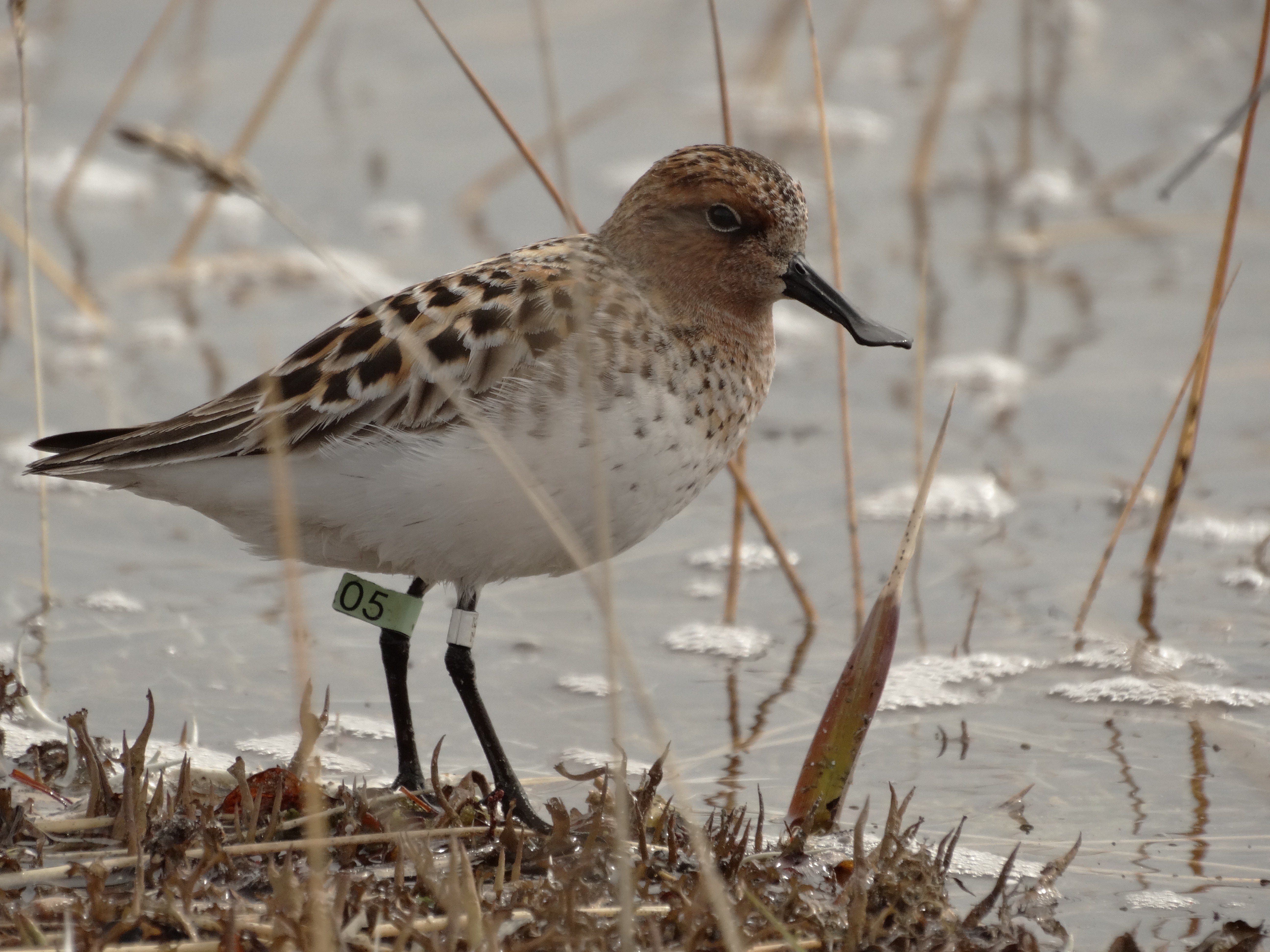 The spoon-billed sandpiper is a critically endangered bird that stops over in Chinese and Hong Kong wetlands on its migration to and from Siberia. Photo : Nickolay Yakushev