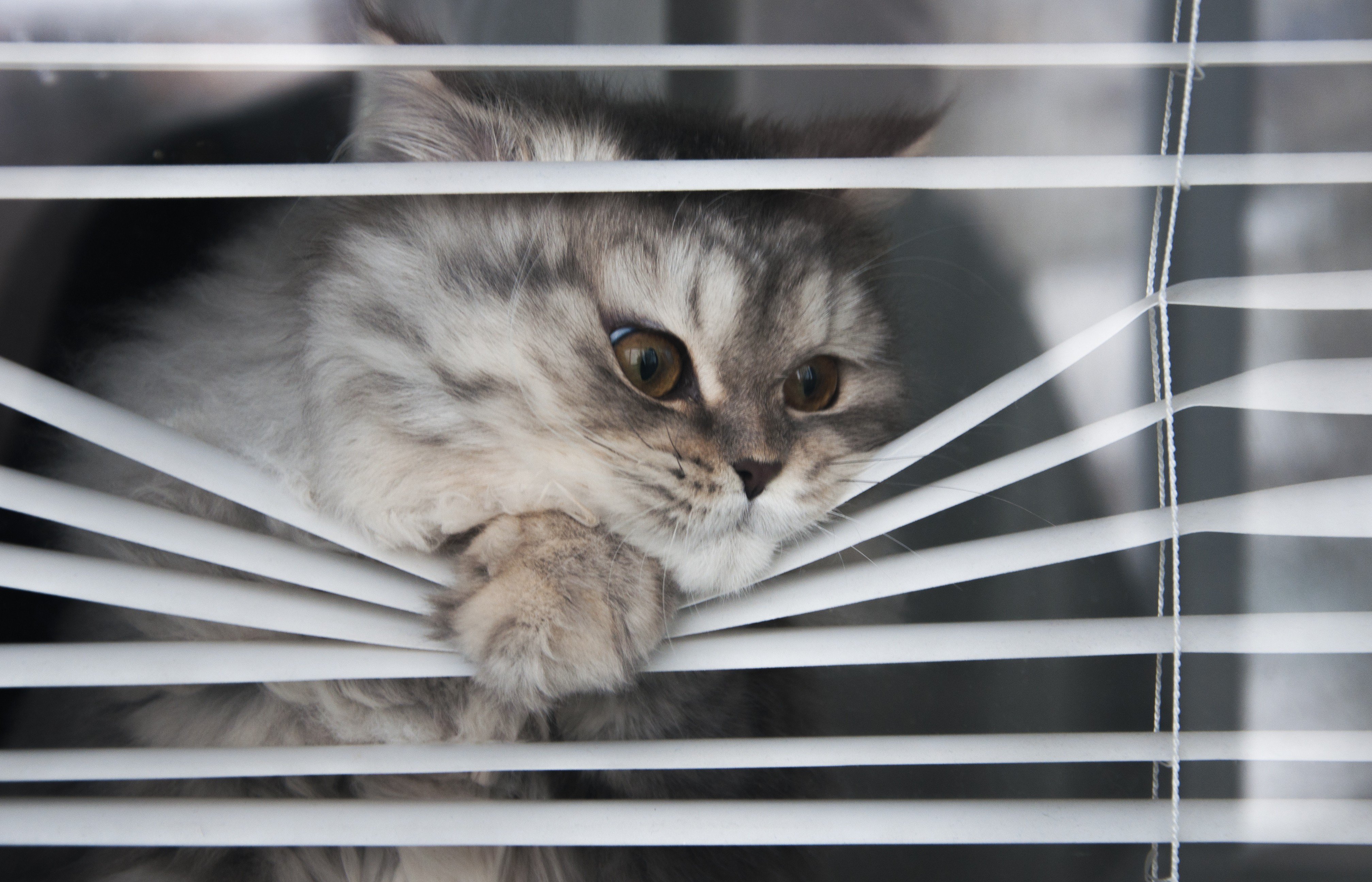 High-rise Hong Kong isn’t much of a cat paradise, and some question whether people should keep them locked up indoors. Here are some tips to make sure your housebound feline is feeling fine and avoid behavioural problems