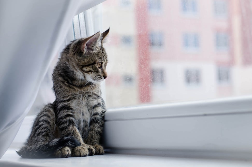 Cats are solitary hunters by nature, so single cats are more content than people think. Photo: Shutterstock