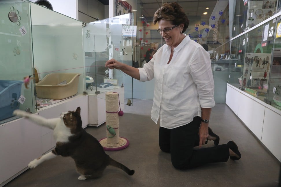 Cynthia Smillie, animal behaviourist, with cats at the SPCA. These cats are from the SPCA’s rehoming cattery and can be adopted. Photo: K.Y. Cheng