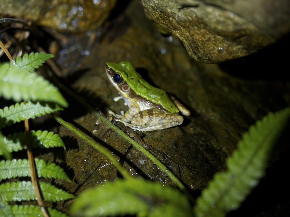 A male Hong Kong cascade frog seen on a hiking trail in Hong Kong. Photo: Martin Williams