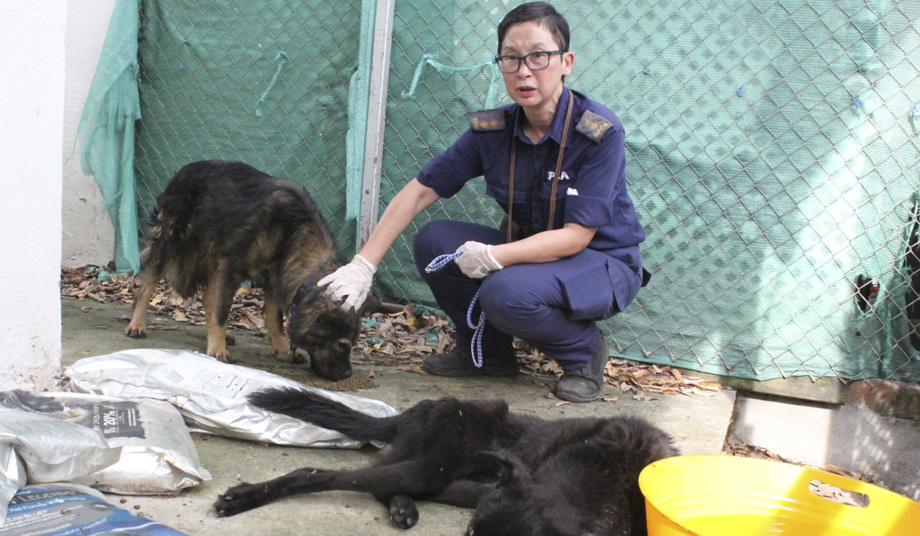 Eight dog carcasses were found at the flat. The surviving six dogs were taken to the Society for the Prevention of Cruelty to Animals. Photo: SPCA