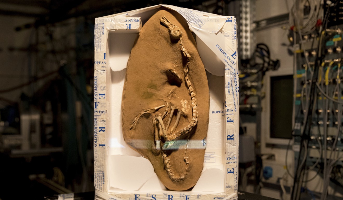 Another look at the bizarre fossil of Halszkaraptor escuilliei at the ESRF facility in Grenoble, France. Photo: AP