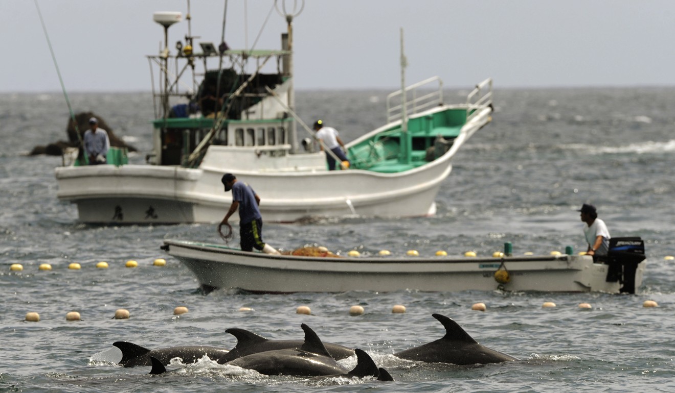 Fishermen drive bottlenose dolphins into a net during their annual hunt off Taiji. Photo: AP/Kyodo