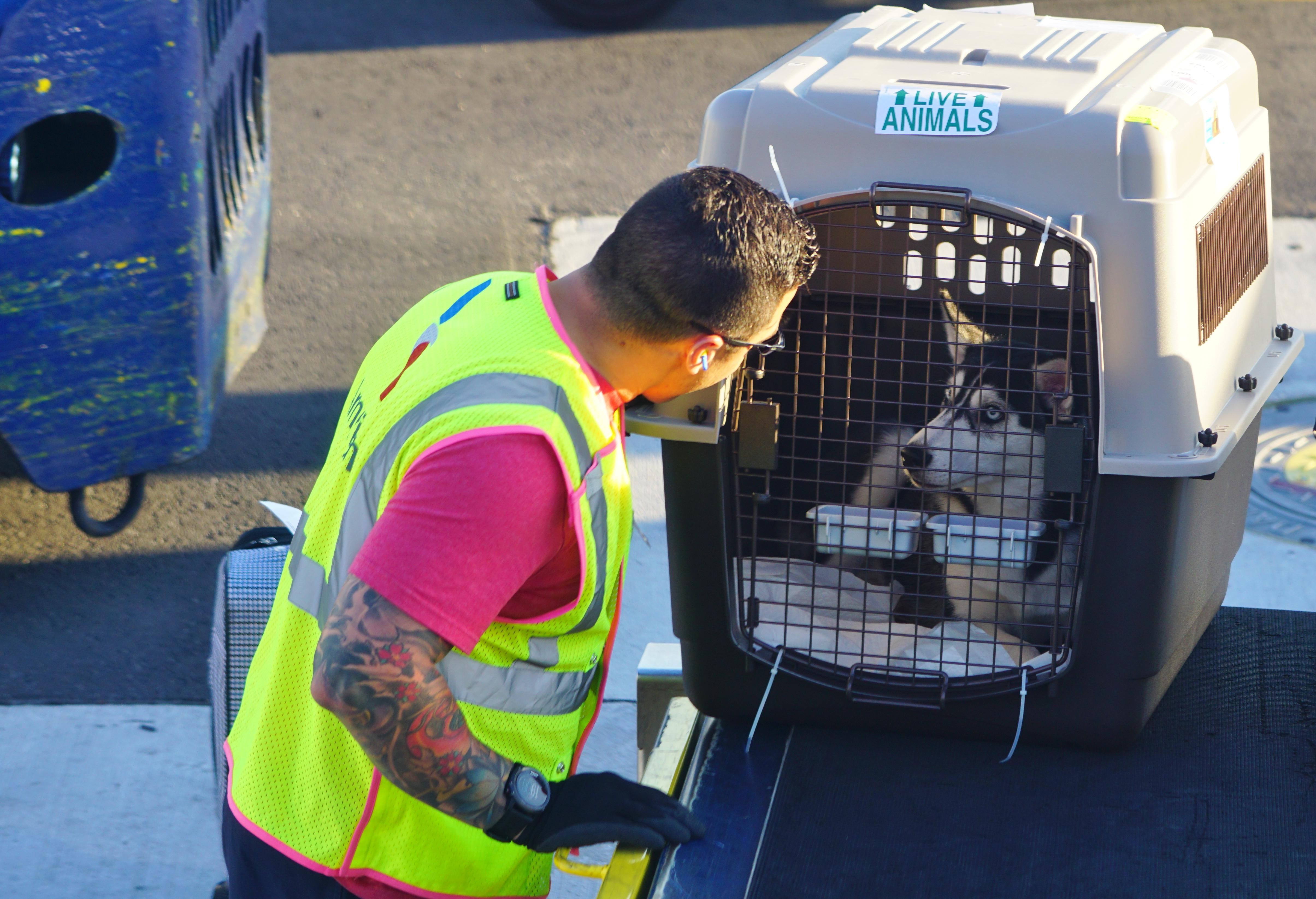 Flying a pet thousands of miles across the world can make the owner nervous. Photo: Alamy