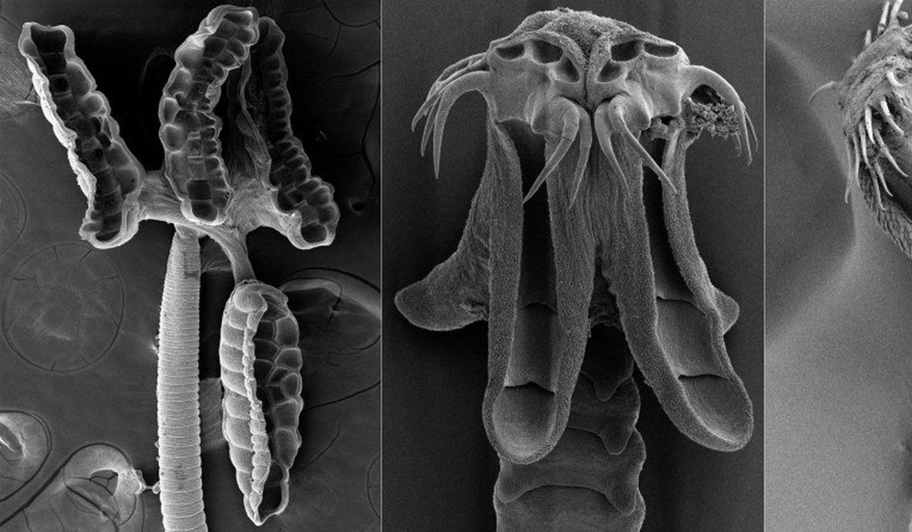The scoleces (heads) of the species Barbeaucestus jockuschae, Calliobothrium wightmanorum and Echinobothrium dougbermani. Photo: Janine Caira