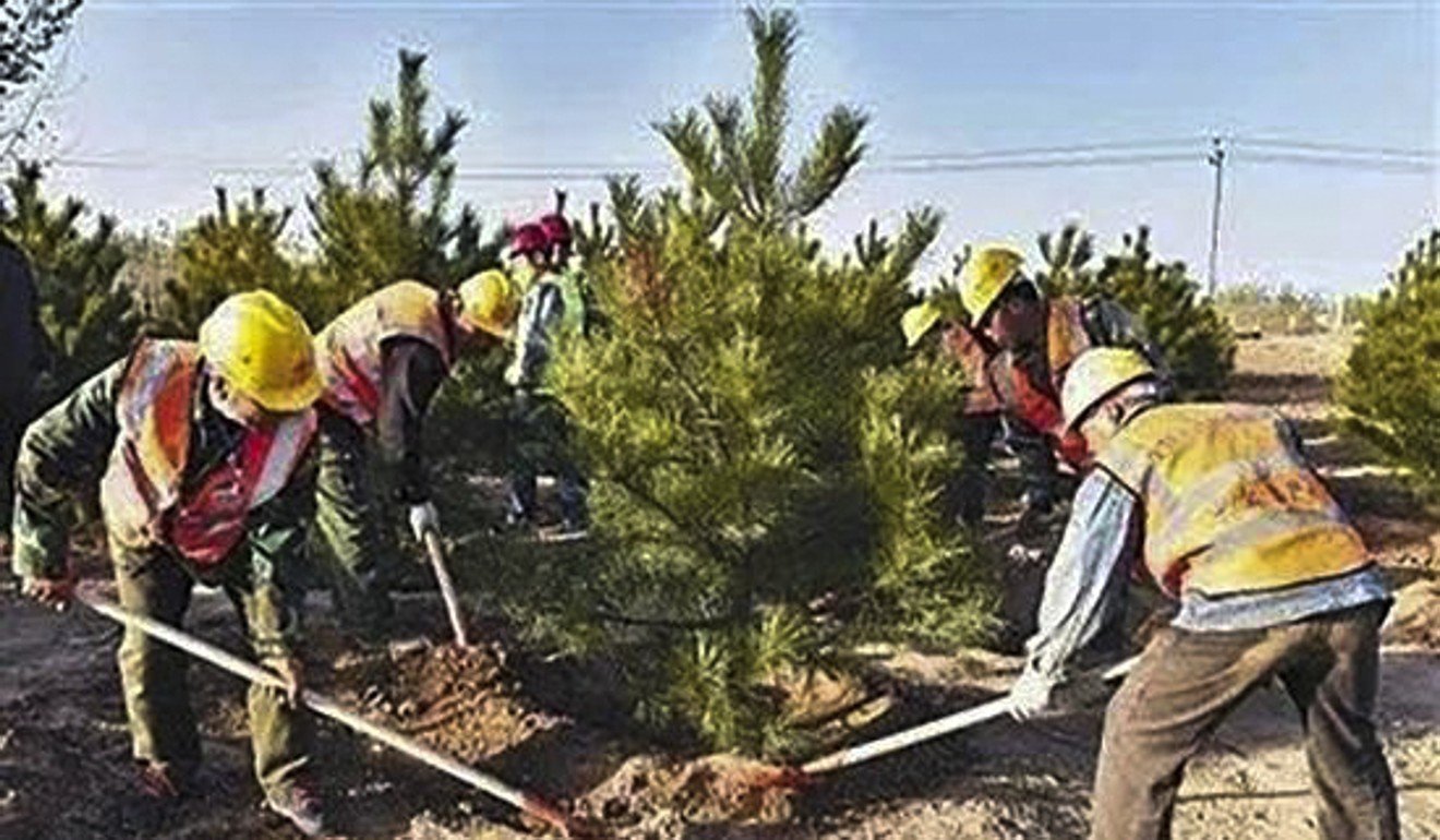 Nearly 33,000 trees were planted within 12 days of President Xi Jinping announcing plans for the Xiongan New Area. Photo: news.163.com