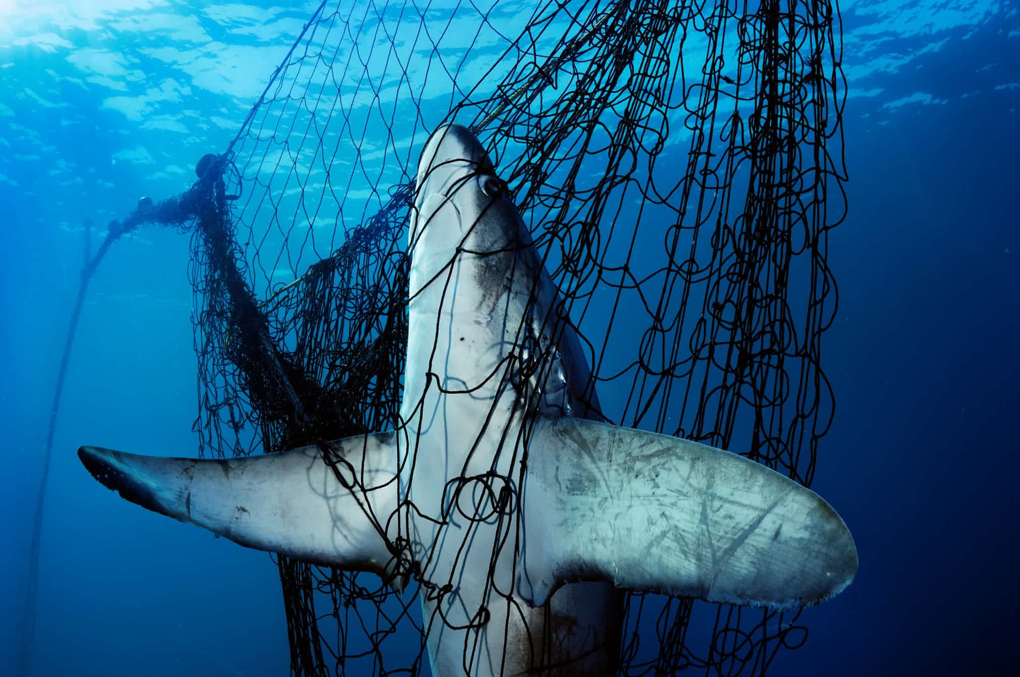 A thresher shark caught in a gillnet in Mexico’s Sea of Cortez. Tens of millions of sharks die each year as victims of fishing by-catch or to satisfy the demand for shark fin soup. Photo: Photographers Against Wildlife Crime