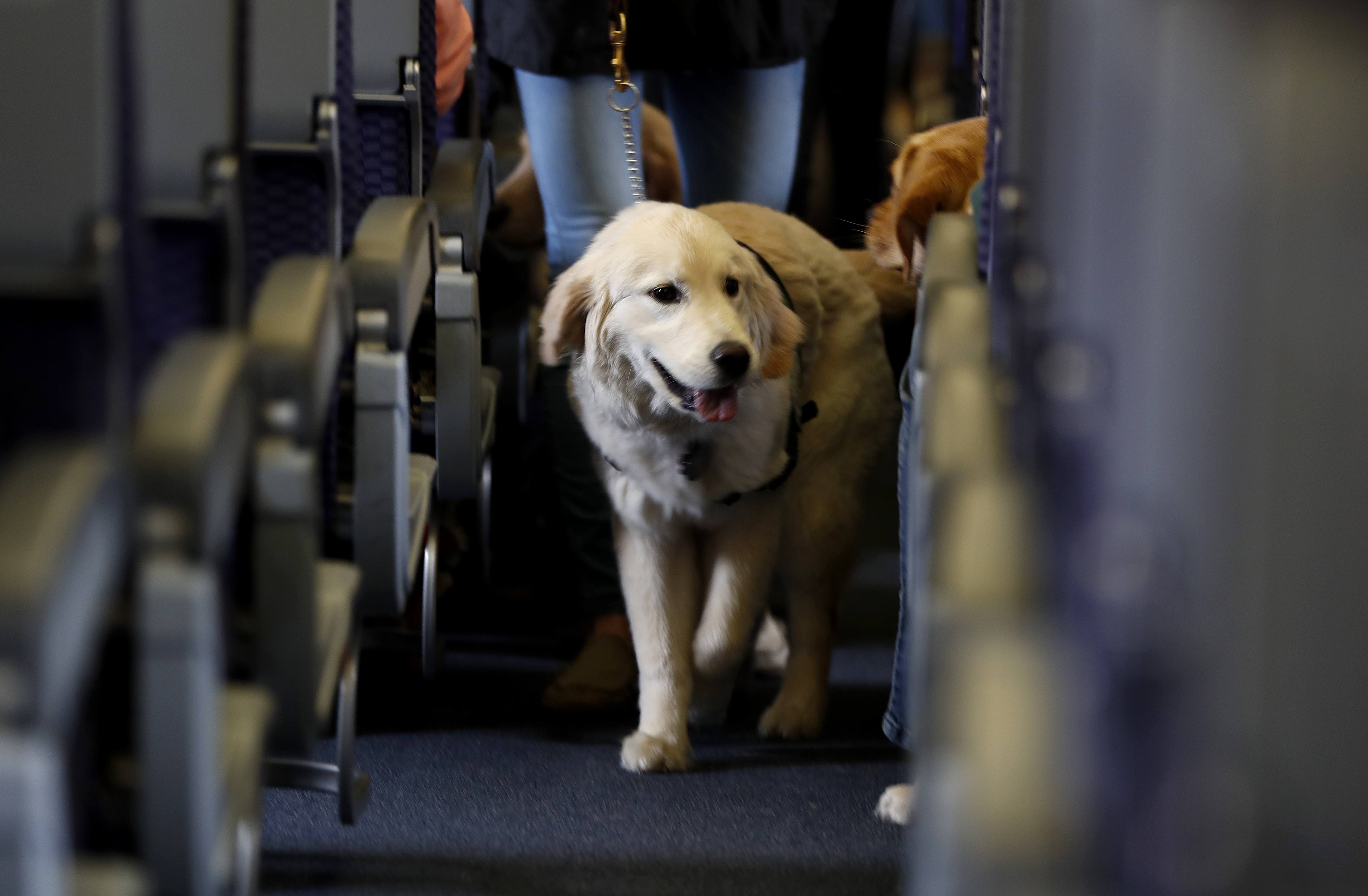 Delta is asking customers to confirm their dogs are trained, after complaints about animals biting or peeing and pooping doubled since 2016.