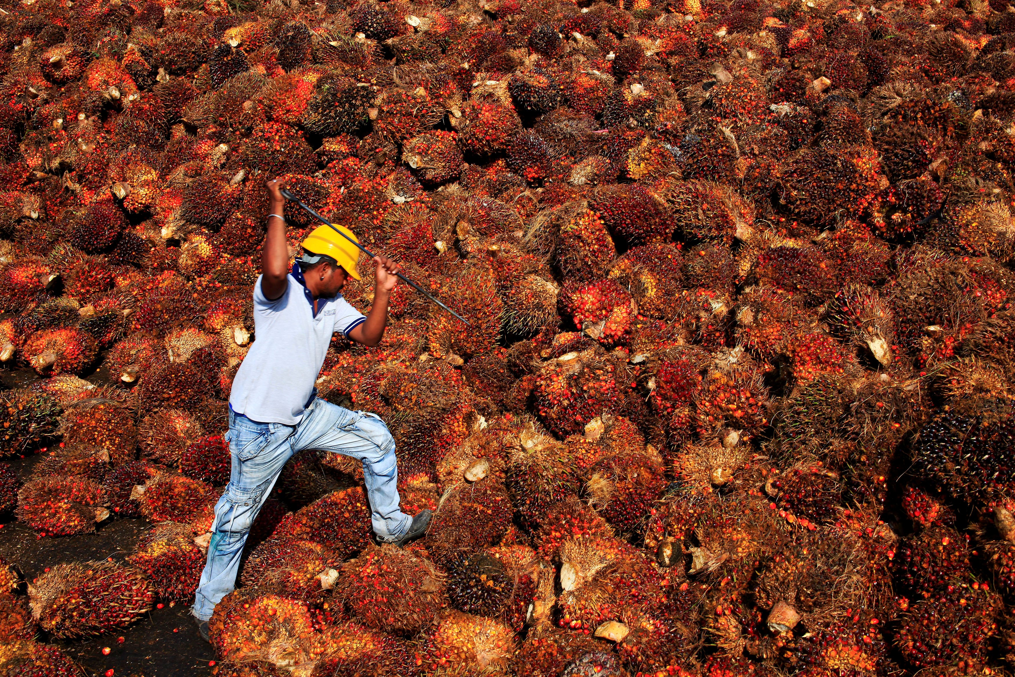 With Southeast Asian economies in the balance – especially Indonesia and Malaysia – the fruit producers must address growing concerns about environmental and employee abuses without losing their competitive edge 