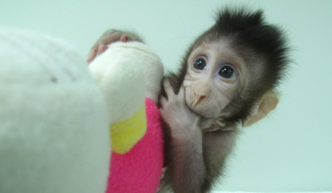Zhong Zhong, one of the cloned long tailed macaques. Photo: Reuters