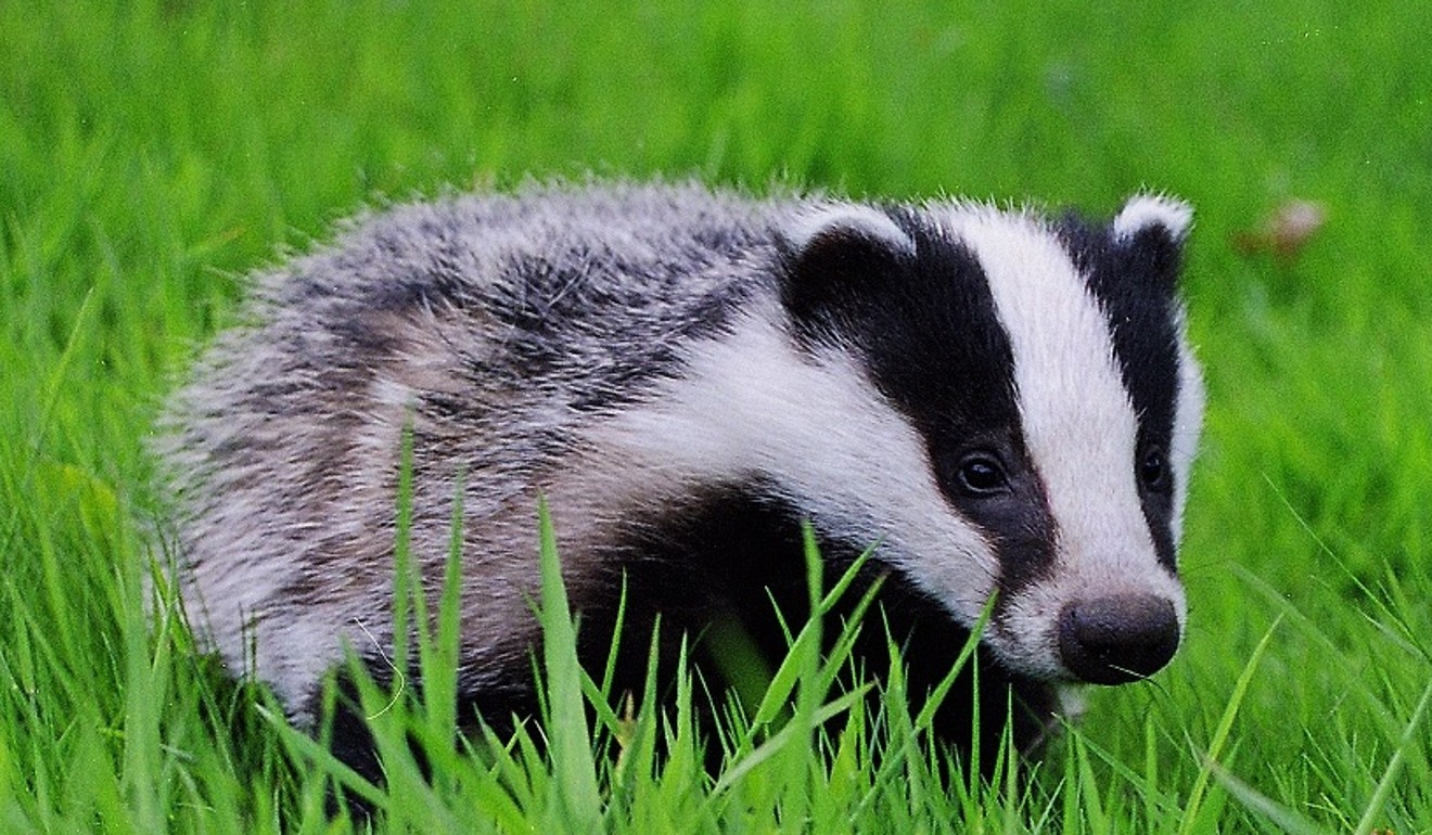 two-men-are-jailed-in-britain-for-an-ancient-and-barbaric-crime-badger