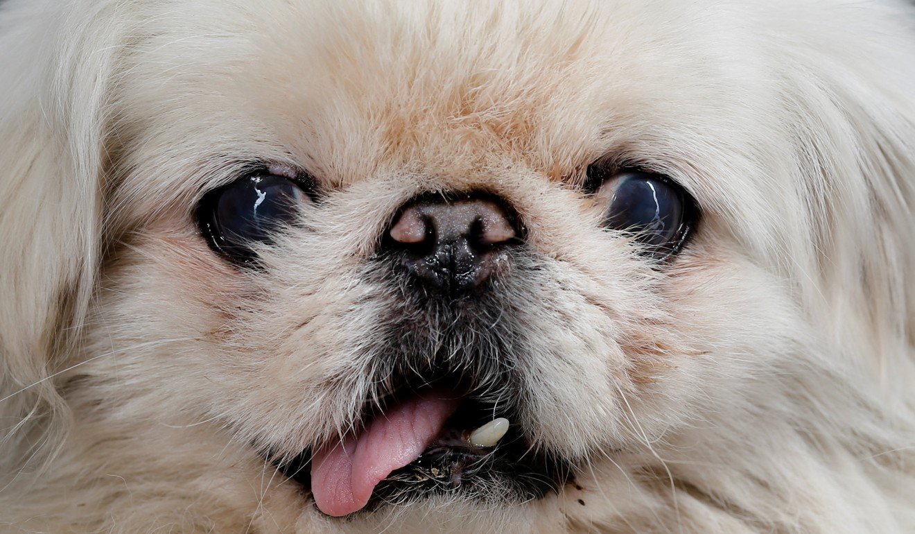 As the Year of the Dog begins, why are Pekingese so rare ...