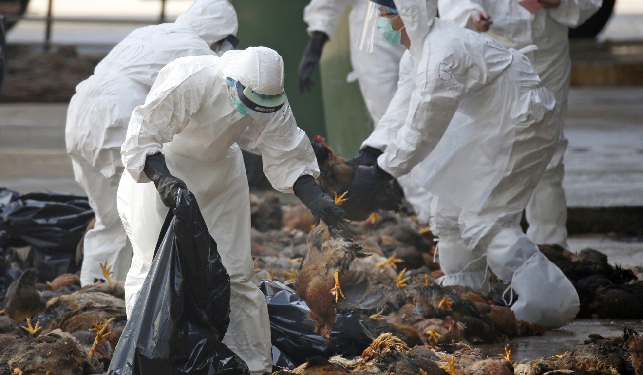 Hong Kong health workers in full protective gear collect dead chickens killed using carbon dioxide after bird flu was found among some birds in a poultry market in December 2014. Photo: AP 