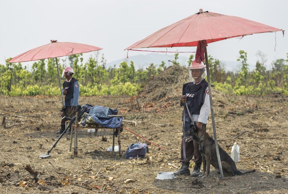 Two de-mining dogs sheltering from the sun under umbrellas in Cambodia’s Battambang province. Heatstrokes due to the harsh, hot conditions are not uncommon. Photo: Enric Catala