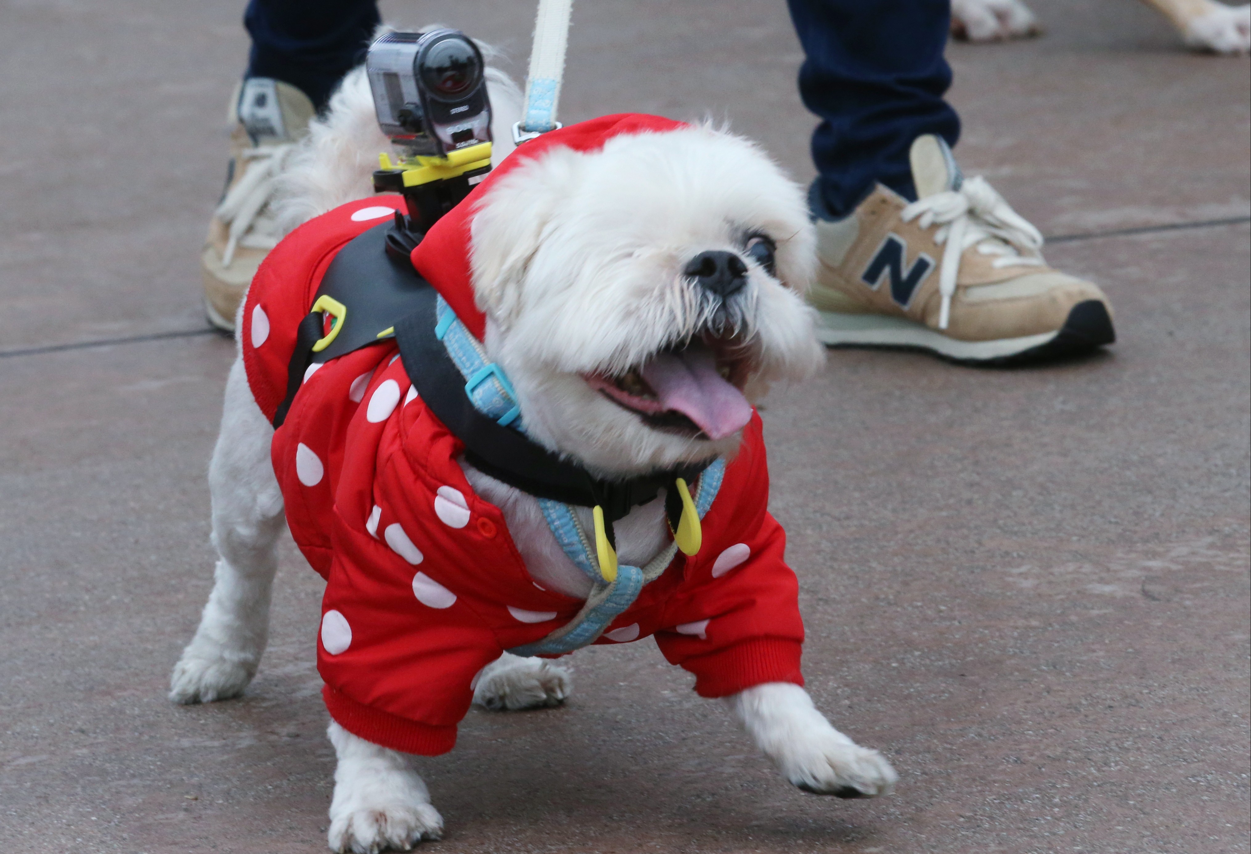 Hong Kong dog owners love to dress up their pets no matter what the occasion. Photo: David Wong