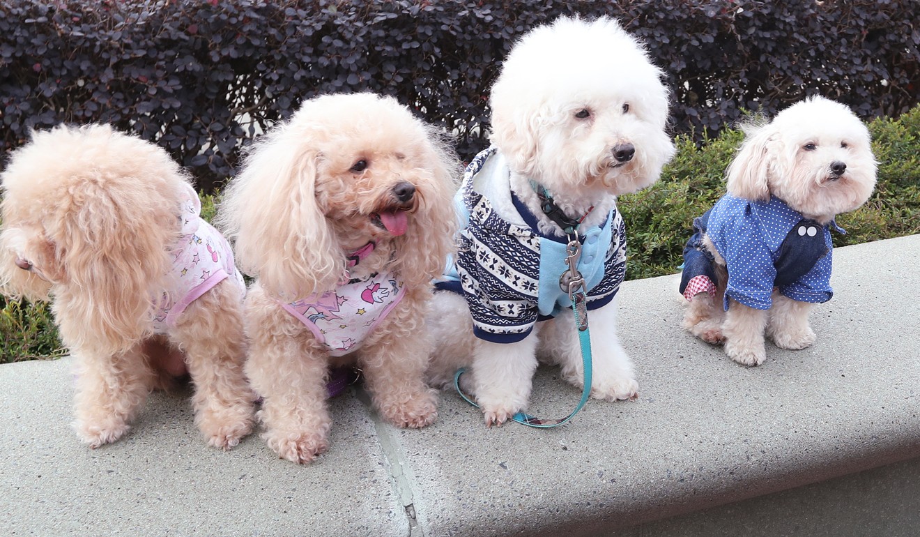 Dog jumpers are very popular in Hong Kong. Caption: Nora Tam