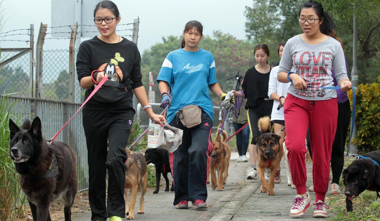 The rise of social media has led to new pet-related businesses in Hong Kong. Photo: Bruce Yan