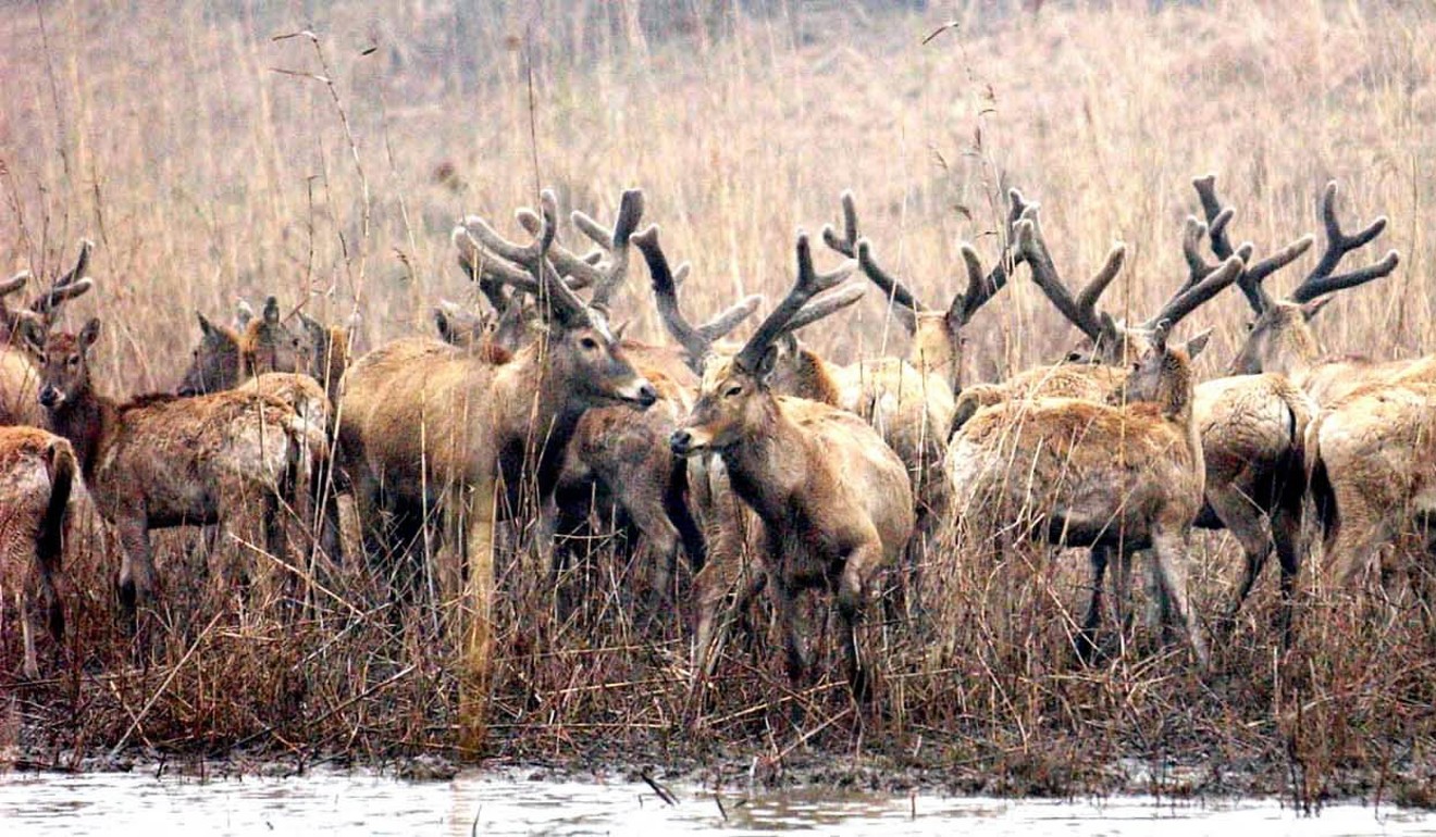In 2005, the population of Pere David’s deer had grown to 2,500 across three national nature reserves in China. Photo: Xinhua