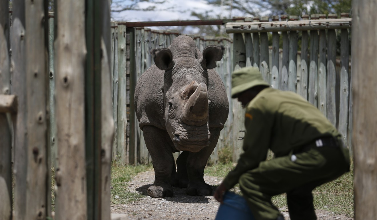 A park ranger takes care of Sudan, the world's last male northern white rhino, at the Ol Pejeta Conservancy in Kenya. Photo:AP