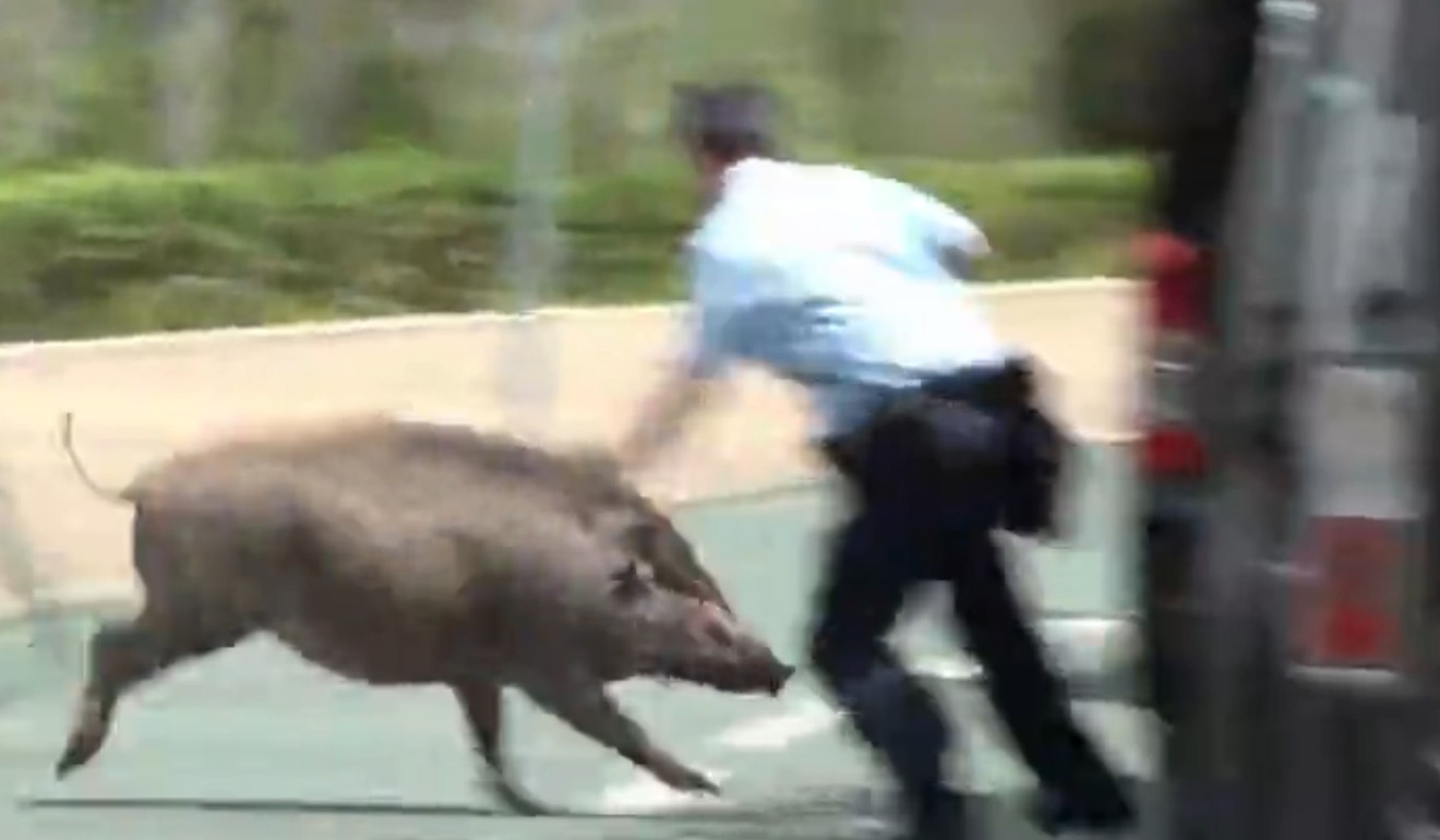 Wild Boars Are Taking Over Japan’s Small Towns And Residents Are Either