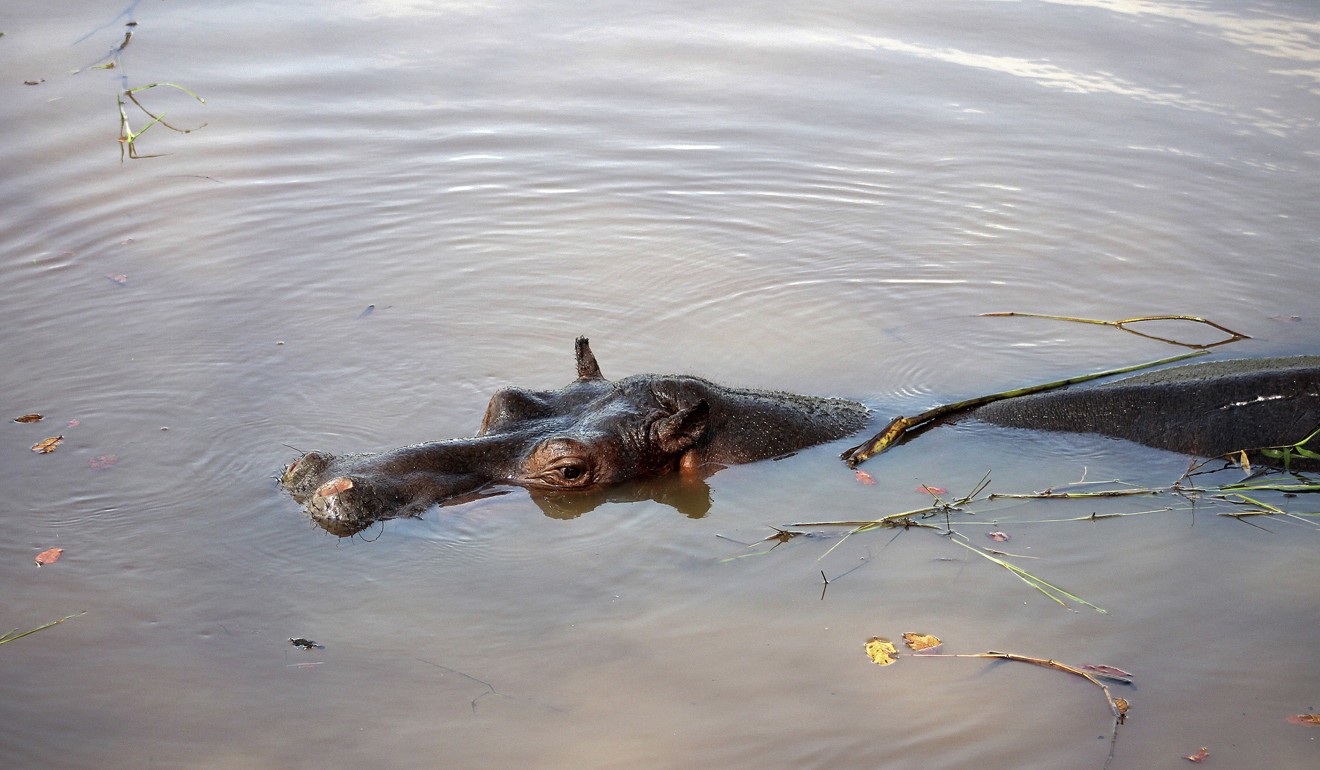 A hippopotamus which locals have named Tyson swims in a pond in Las Chopas. Photo: AP