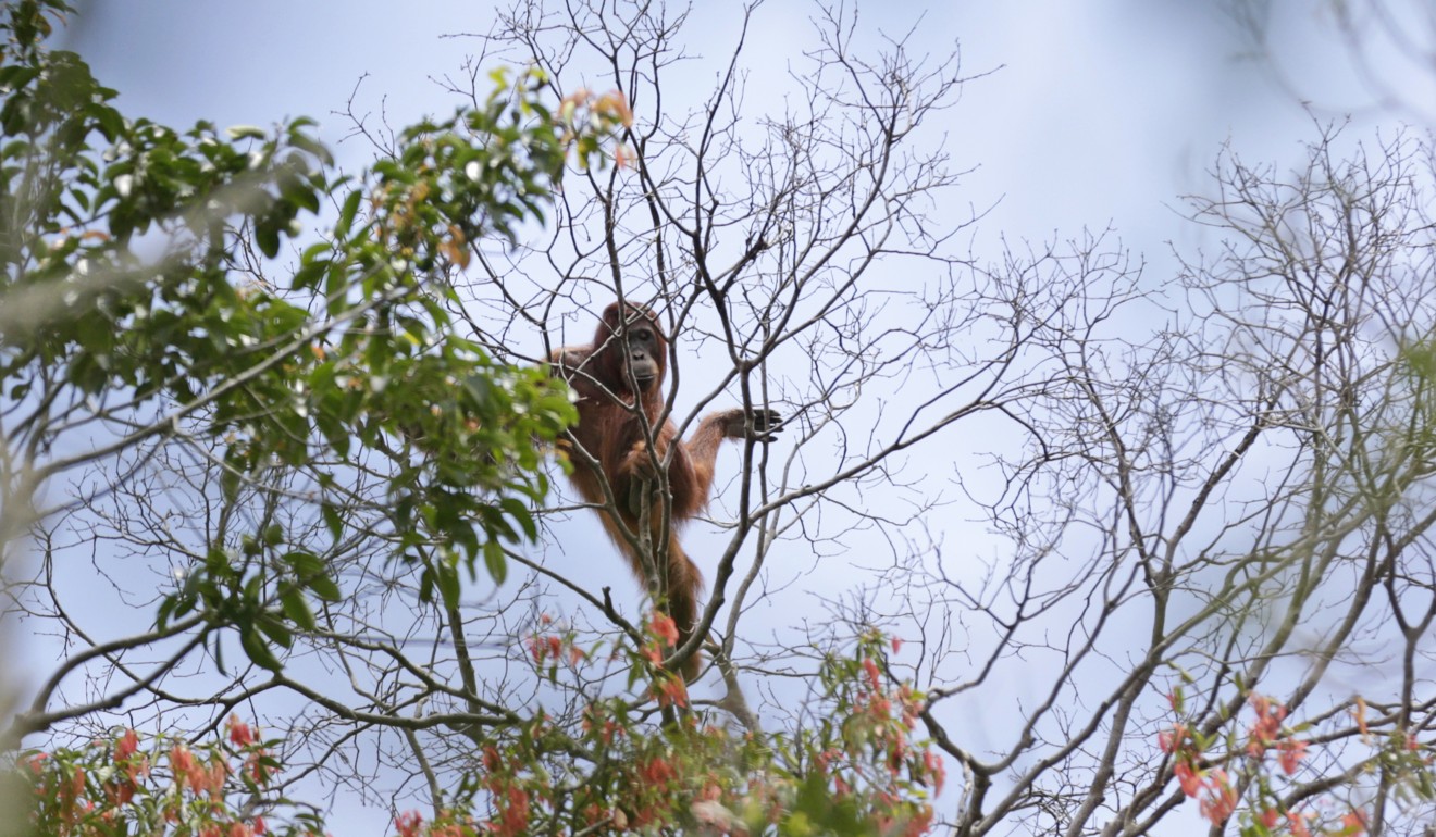 In a January 7, 2016 file photo, a wild orangutan is spotted in a tree during a rescue and release operation for orangutans trapped in a swathe of jungle destroyed by forest fire in Sungai Mangkutub, Central Kalimantan, Indonesia. The most comprehensive study of Borneo's orangutans estimates their numbers have plummeted by more than 100,000 since 1999, as the palm oil and paper industries shrink their jungle habitat. Photo: AP