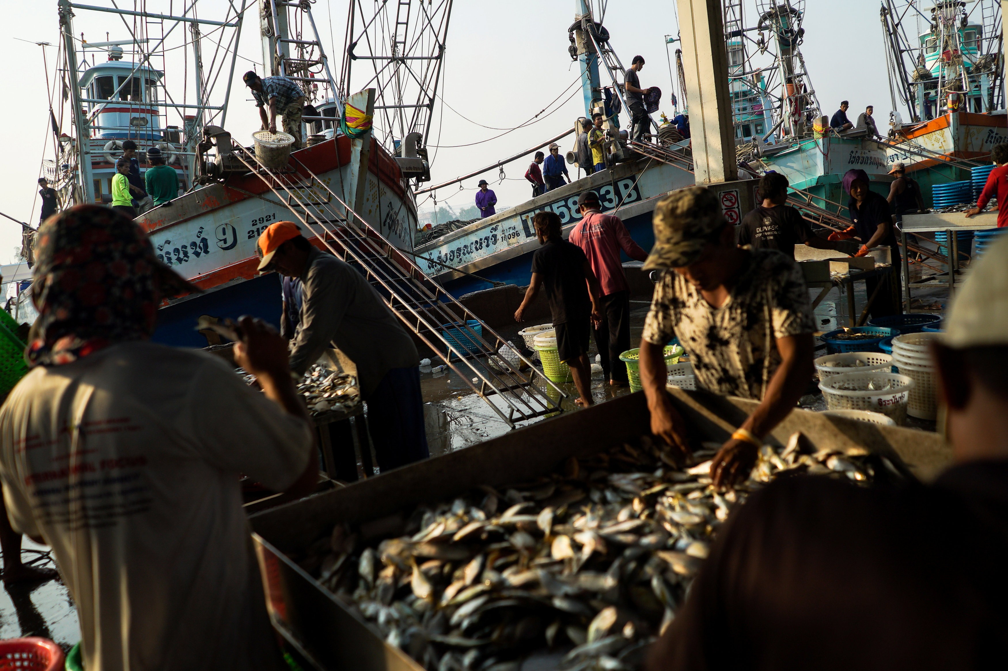 Migrant workers sort fish and seafood in Samut Sakhon province, Thailand. Photo: Reuters